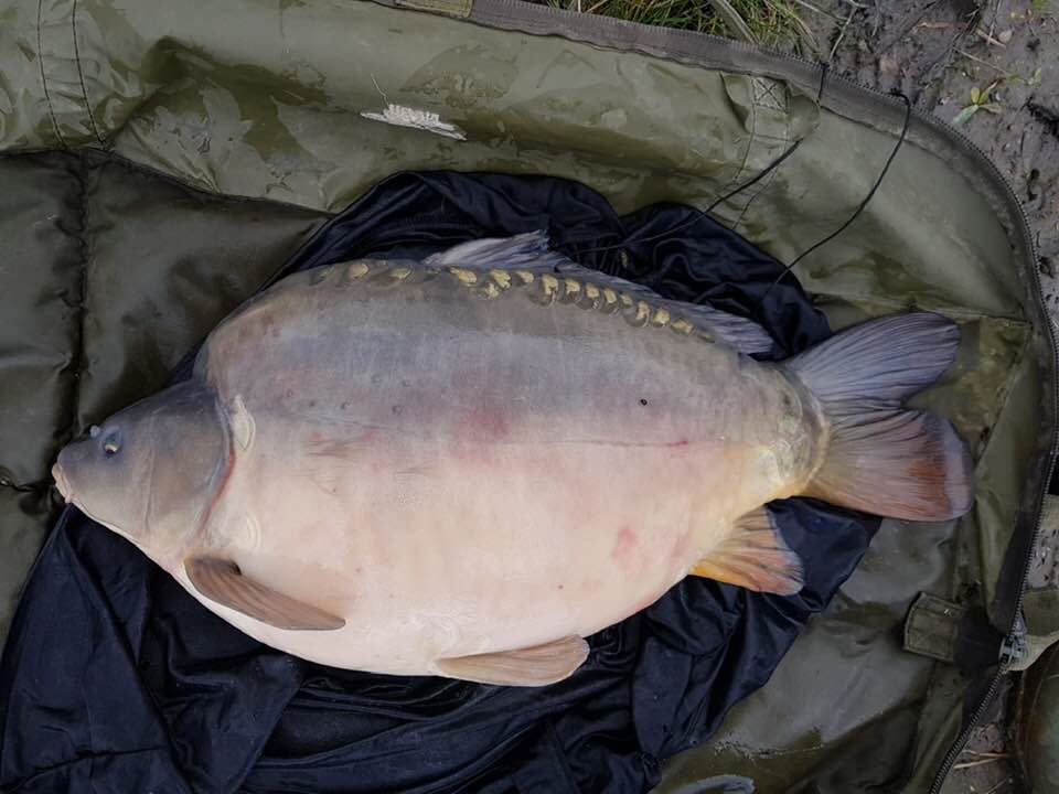 Fast Growing Carp For Sale