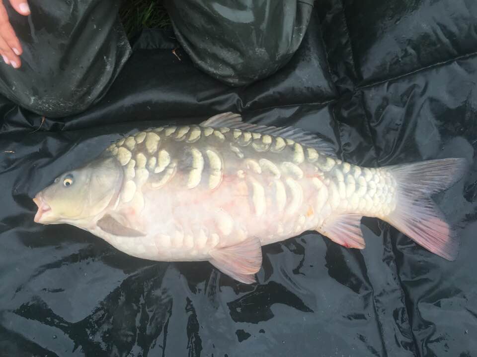 Scaly Carp For Sale