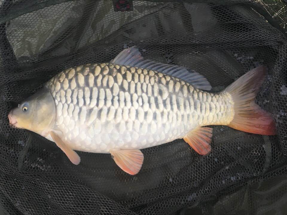Scaly Carp For Sale