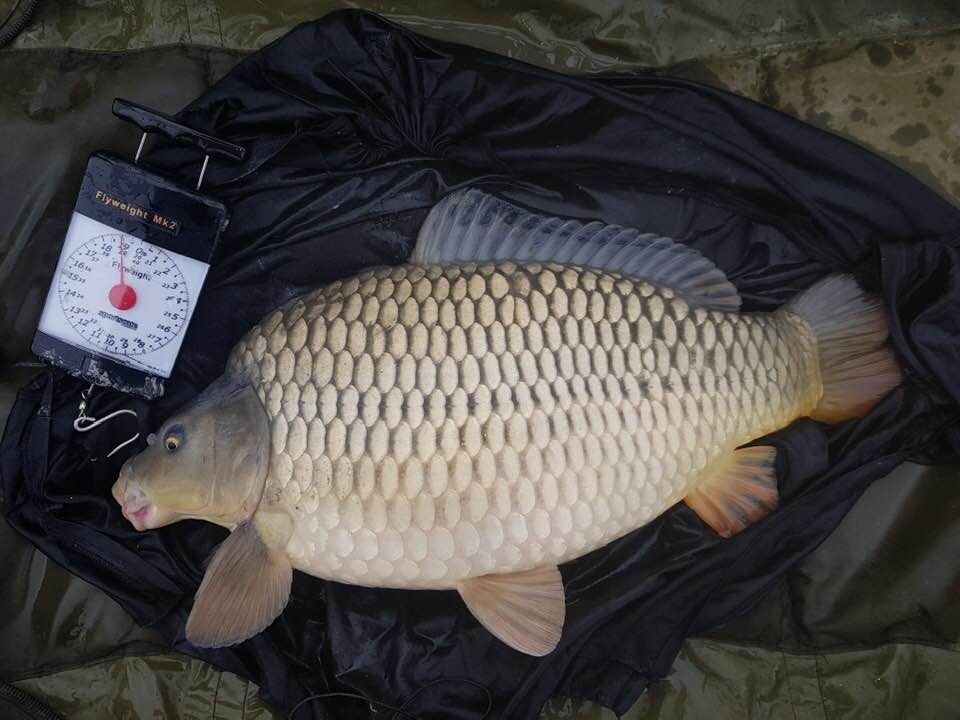 Fast Growing Carp For Sale