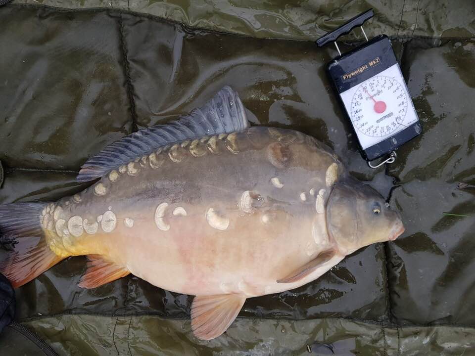 Fast Growing Carp For Sale