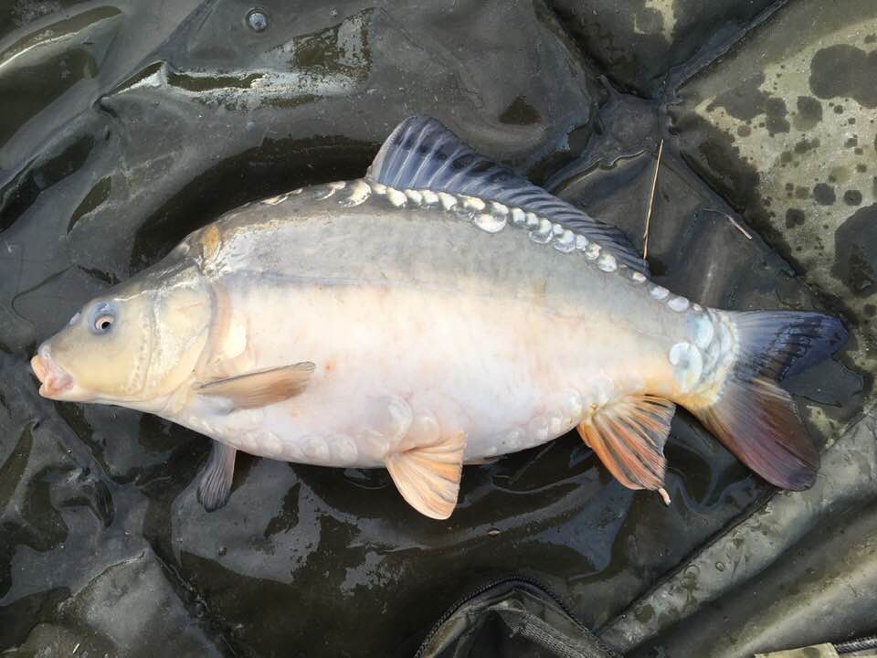 Fast Growing Carp For Sale