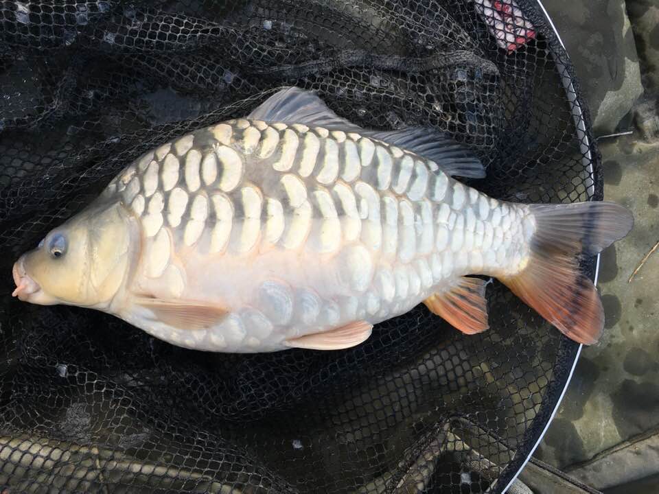 Fast Growing Carp For Sale