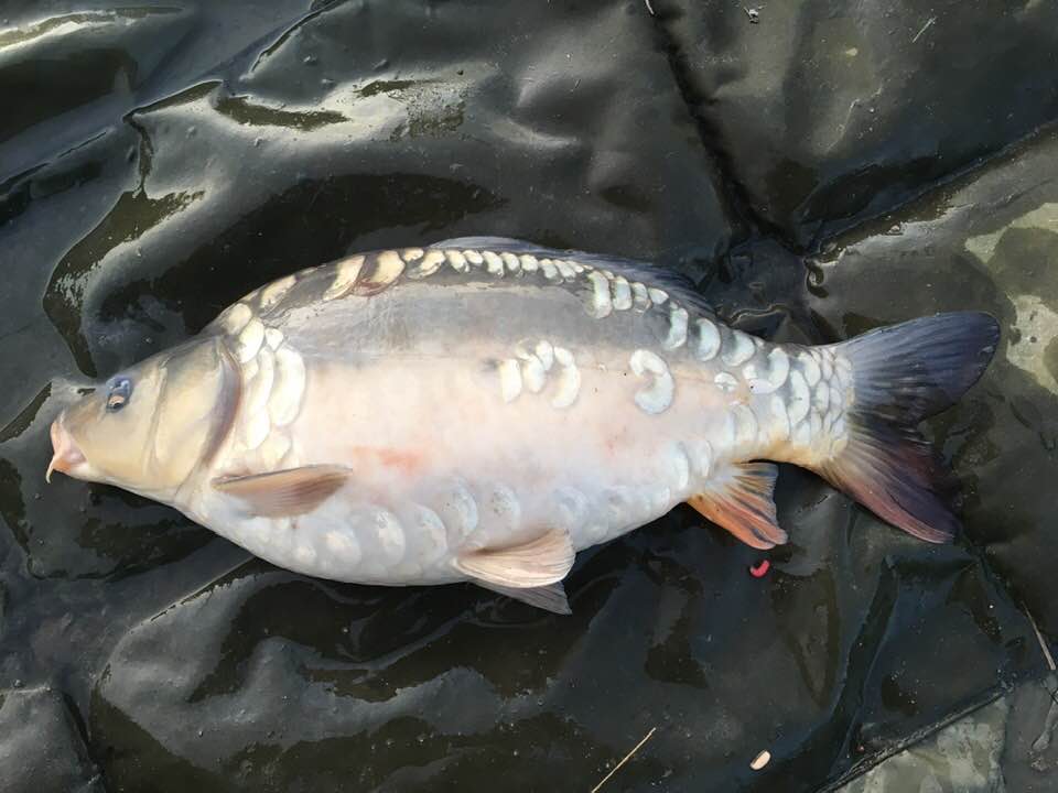 Fast Growing Carp For Sale