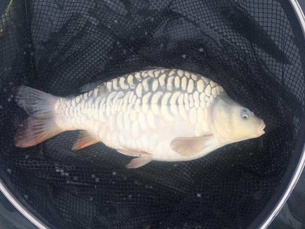 Scaly Carp For Sale