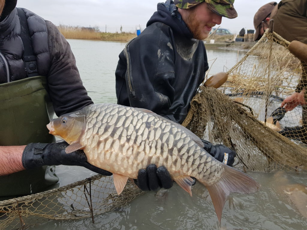 3 Summer Carp (C3) Prices